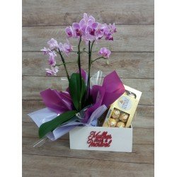 Mini Orquídea 2 Hastes Pote 9 "Cor variada" + Chocolate "Mulher você é incrível"